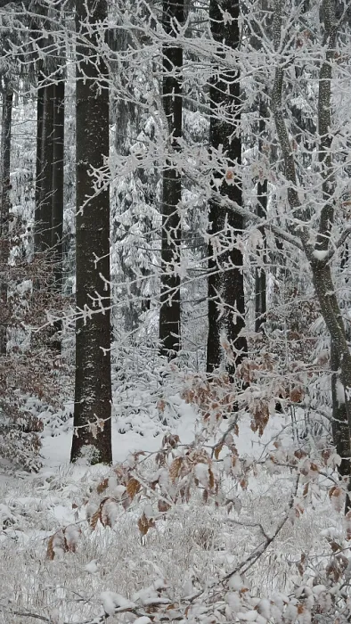 Framed Print : Snowy forest with snow-covered trees and brown foliage