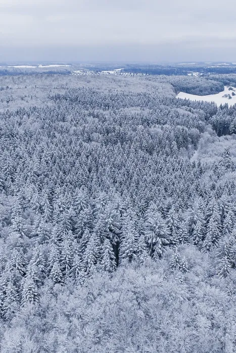 Framed Print : Snowy forest stretches to the horizon under grey sky