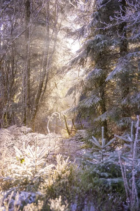 Framed Print : A snowy forest in sunlight with an atmospheric atmosphere Framed Print : A snowy forest in sunlight with an atmospheric atmosphere