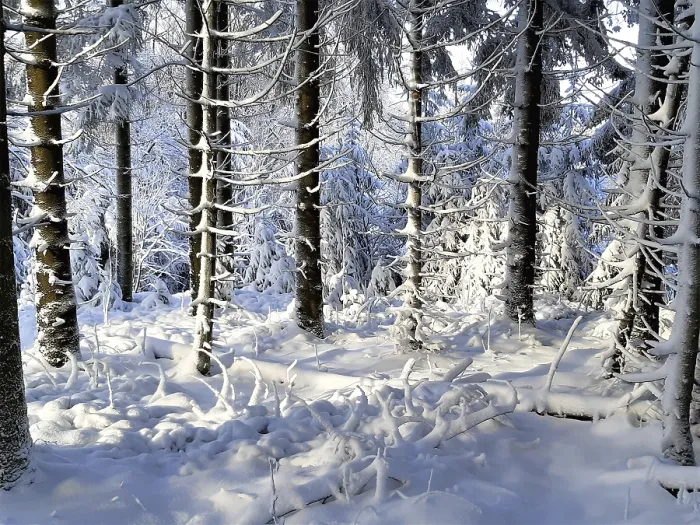 Framed Print : Snowy forest with sunlight through the trees