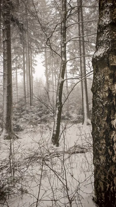 Framed Print : Snowy forest with tall trees and a foggy atmosphere Framed Print : Snowy forest with tall trees and a foggy atmosphere