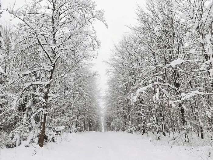 Framed Print : Snowy forest trail flanked by snow-covered trees in a quiet winter atmosphere Framed Print : Snowy forest trail flanked by snow-covered trees in a quiet winter atmosphere