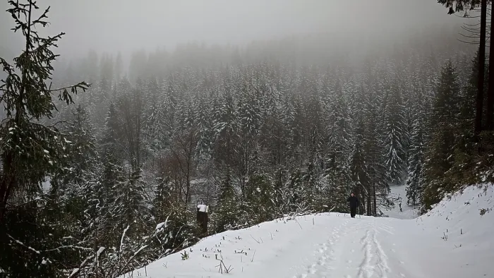 Framed Print : Snowy forest trail in foggy weather