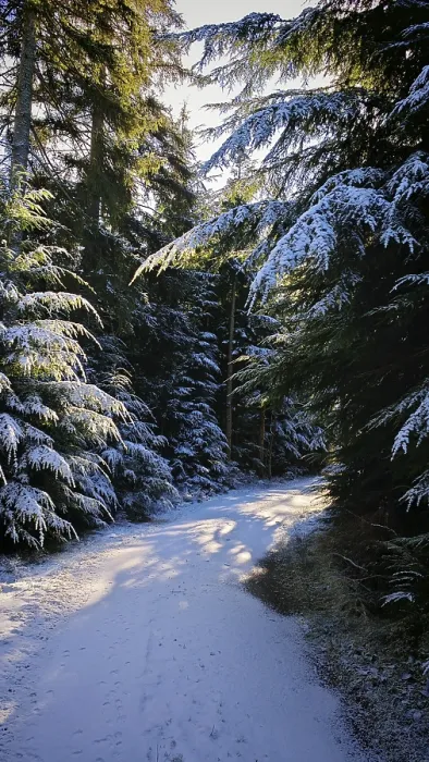 Framed Print : A snowy forest trail lined with thick snow-covered firs
