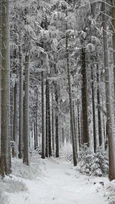 Framed Print : Snowy forest trail with tall, snow-covered fir trees