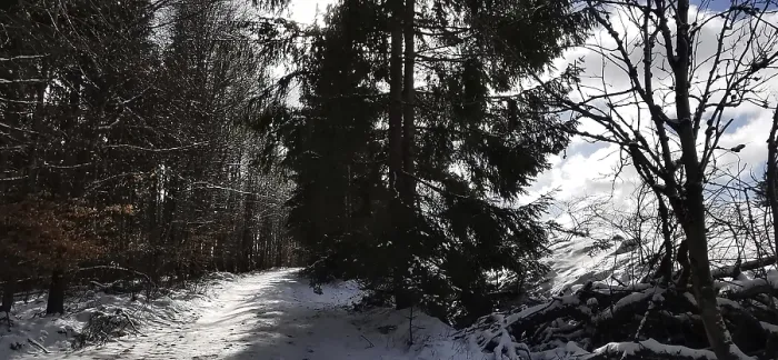 Framed Print : Snowy forest trail under tall trees Framed Print : Snowy forest trail under tall trees