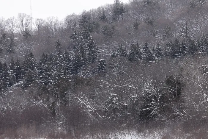 Framed Print : Snowy hills and trees in a forested landscape