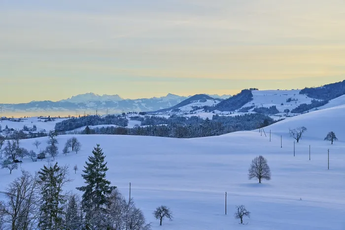 Framed Print : Snowy hilly landscape at sunrise with groups of trees and mountains in the background