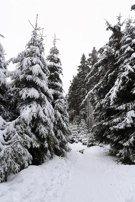 Framed Print : Snowy landscape, spruce forest
