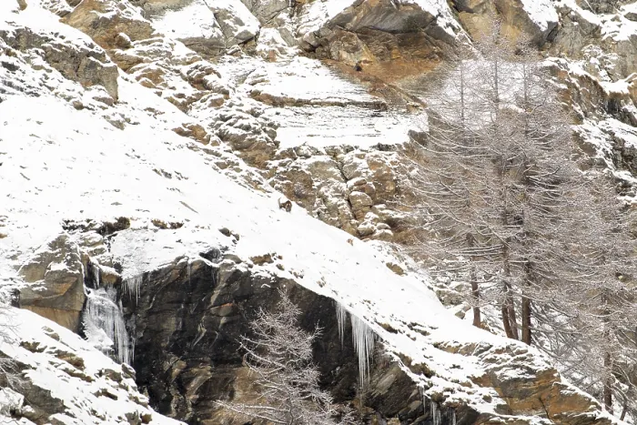 Framed Print : A snowy mountainous landscape with barren trees and rugged rocks Framed Print : A snowy mountainous landscape with barren trees and rugged rocks