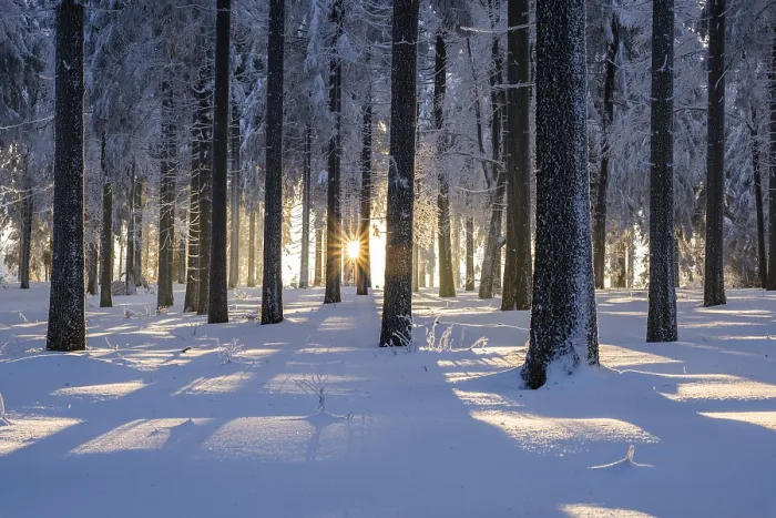 Framed Print : Snowy Norway spruce (Picea abies) forest at sunset Framed Print : Snowy Norway spruce (Picea abies) forest at sunset