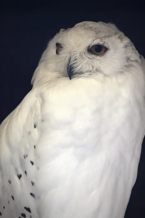 Framed Print : Snowy owl Framed Print : Snowy owl