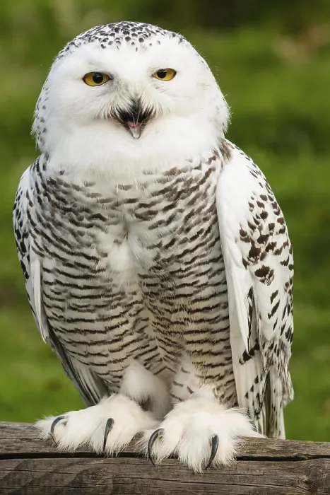Framed Print : Snowy owl