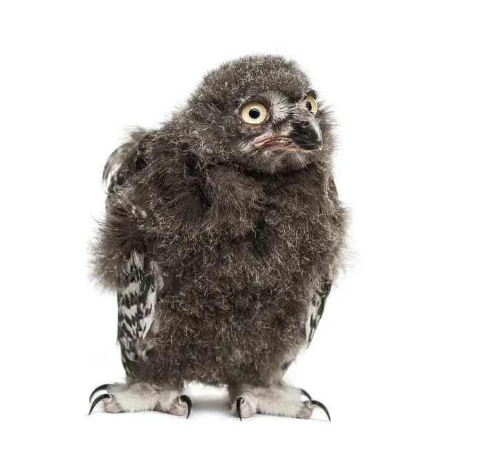 Framed Print : Snowy owl, Bubo scandiacus, 40 days