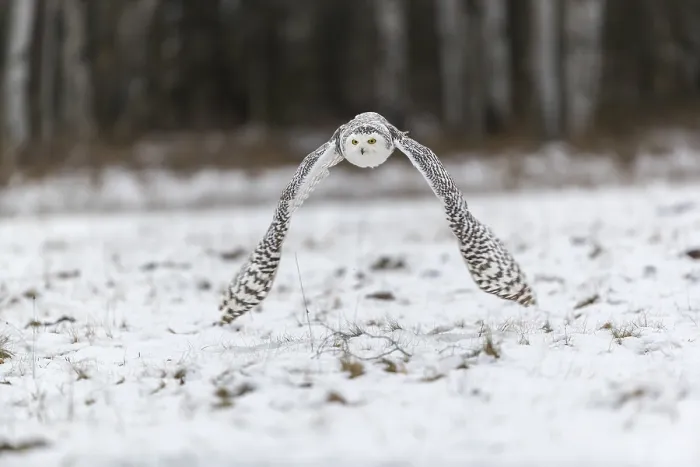 Framed Print : One snowy owl, Bubo scandiacus