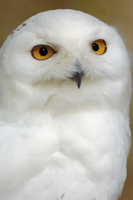 Framed Print : Snowy owl (Bubo scandiacus, Bubo scandiaca) Framed Print : Snowy owl (Bubo scandiacus, Bubo scandiaca)