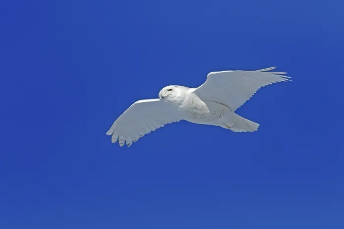 Framed Print : Snowy owl (Bubo scandiacus) in flight