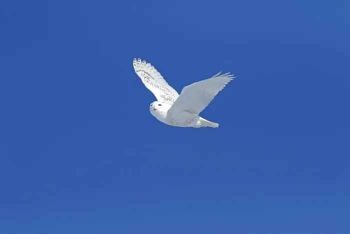 Framed Print : Snowy owl (Bubo scandiacus) in flight under blue sky