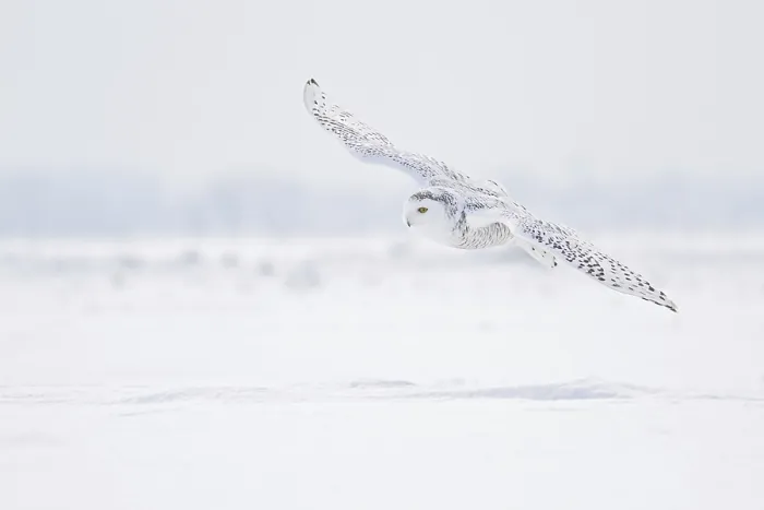 Framed Print : Snowy Owl (Bubo scandiacus) flying