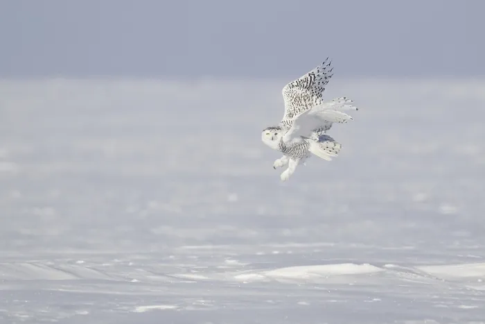 Framed Print : Snowy Owl (Bubo scandiacus) flying