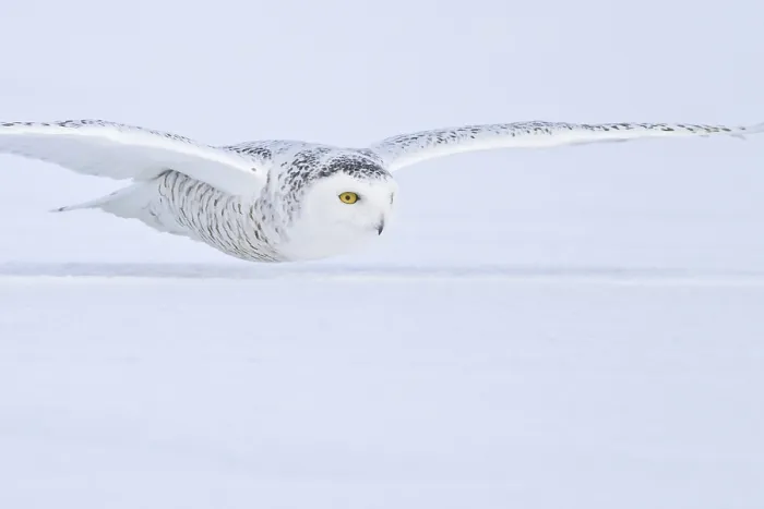 Framed Print : Snowy Owl (Bubo scandiacus) flying Framed Print : Snowy Owl (Bubo scandiacus) flying