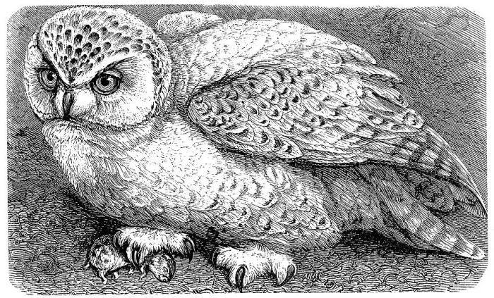 Framed Print : snowy owl (Bubo scandiacus) Historical Framed Print : snowy owl (Bubo scandiacus) Historical