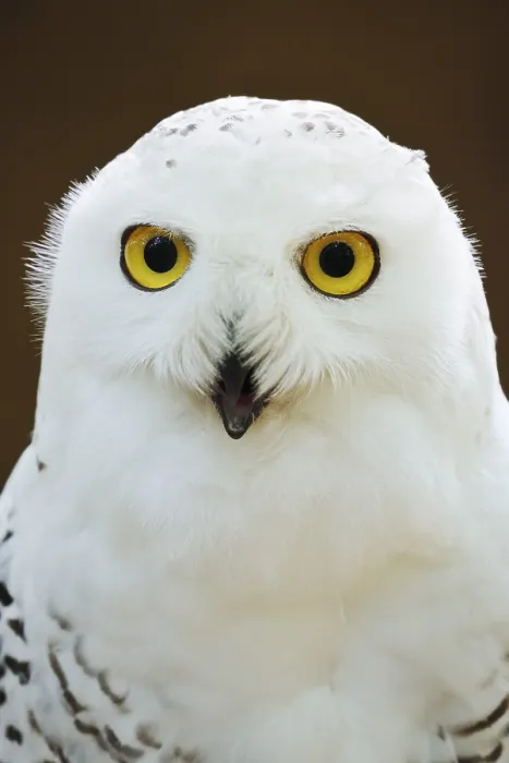 Framed Print : Snowy owl (Bubo scandiacus, Nyctea scandiaca) Framed Print : Snowy owl (Bubo scandiacus, Nyctea scandiaca)