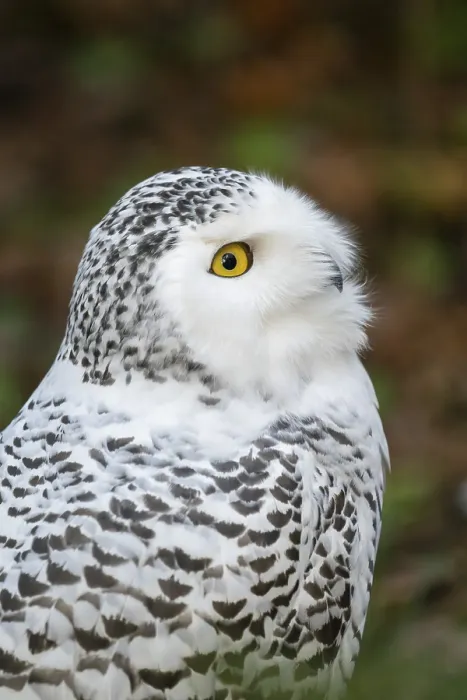 Framed Print : Snowy owl (Bubo scandiacus), portrait Framed Print : Snowy owl (Bubo scandiacus), portrait