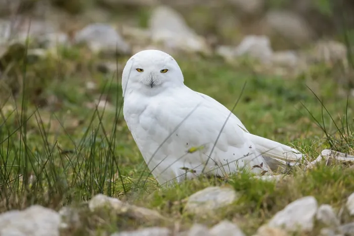 Framed Print : Snowy Owl (Bubo scandiacus) sitting on grass