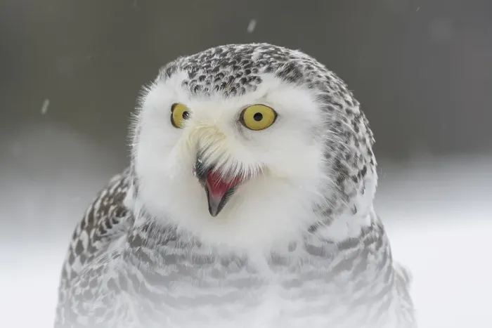 Framed Print : Snowy owl (Bubo scandiacus), sitting shouting in the snow Framed Print : Snowy owl (Bubo scandiacus), sitting shouting in the snow