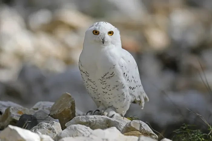 Framed Print : Snowy owl (Bubo scandiacus), standing on stones Framed Print : Snowy owl (Bubo scandiacus), standing on stones