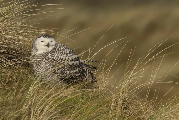 Framed Print : Snowy Owl (Bubo scandiacus), Vlieland, Netherlands