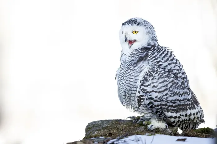 Framed Print : Snowy owl (Bubo scandiacus), in winter Framed Print : Snowy owl (Bubo scandiacus), in winter