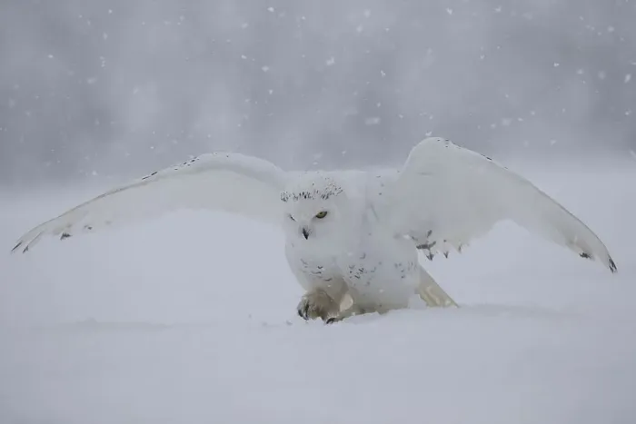 Framed Print : Snowy owl (Nyctea scandiaca)