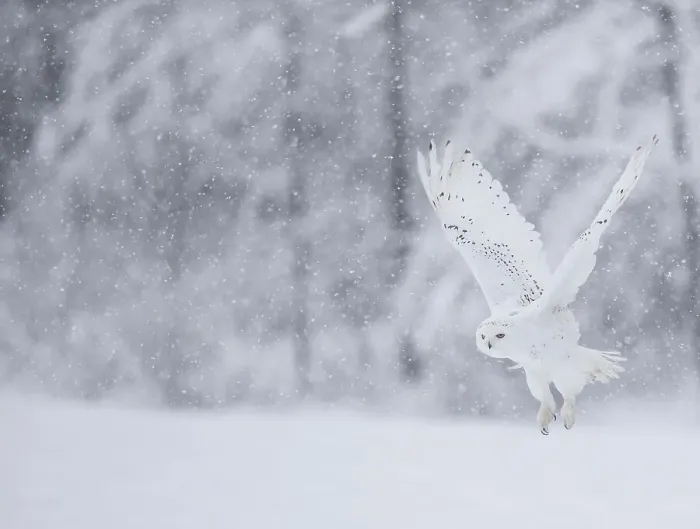 Framed Print : Snowy owl (Nyctea scandiaca)