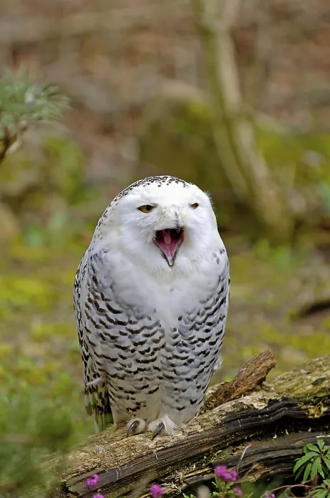 Framed Print : Snowy owl (Nyctea scandiaca) Framed Print : Snowy owl (Nyctea scandiaca)