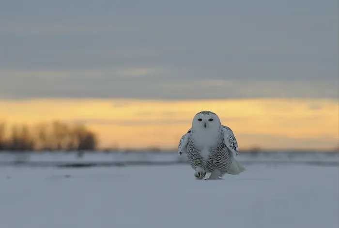 Framed Print : Snowy owl (Nyctea scandiaca), adult female
