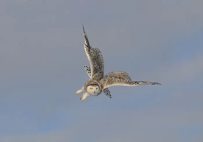 Framed Print : Snowy owl (Nyctea scandiaca), adult female