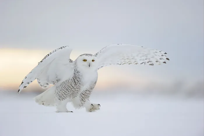 Framed Print : Snowy owl (Nyctea scandiaca), adult female