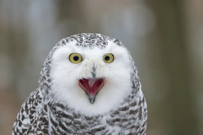 Framed Print : Snowy owl (Nyctea scandiaca), Czech Republic