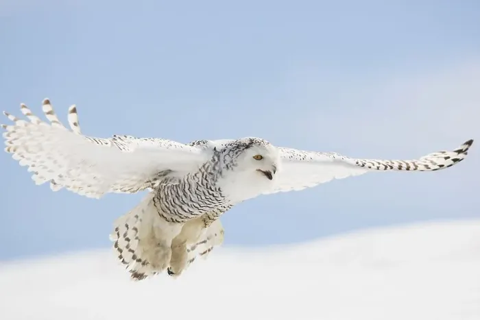 Framed Print : Snowy Owl (Nyctea scandiaca), female
