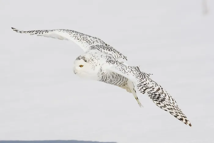 Framed Print : Snowy Owl (Nyctea scandiaca), female