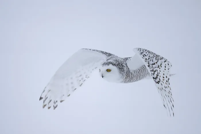Framed Print : Snowy owl (Nyctea scandiaca) female Framed Print : Snowy owl (Nyctea scandiaca) female