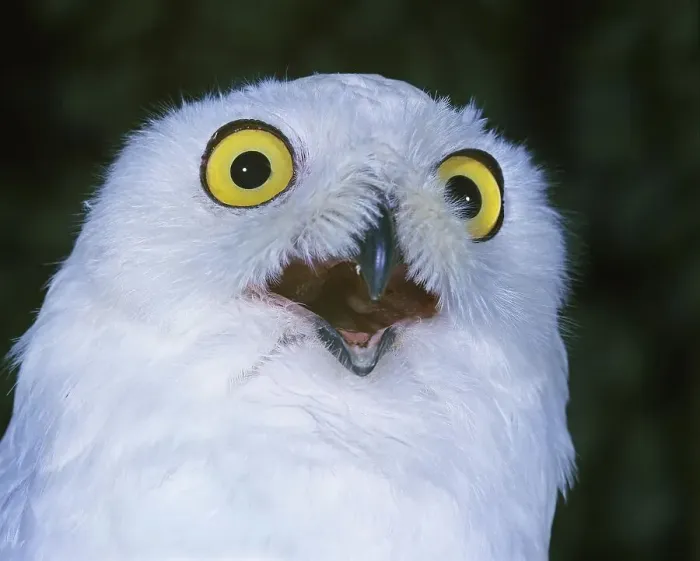 Framed Print : Snowy Owl (nyctea scandiaca), with Open Beak Framed Print : Snowy Owl (nyctea scandiaca), with Open Beak
