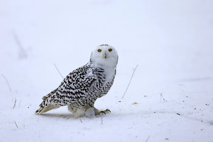Framed Print : Snowy owl (Nyctea scandiaca), snowy owl Framed Print : Snowy owl (Nyctea scandiaca), snowy owl