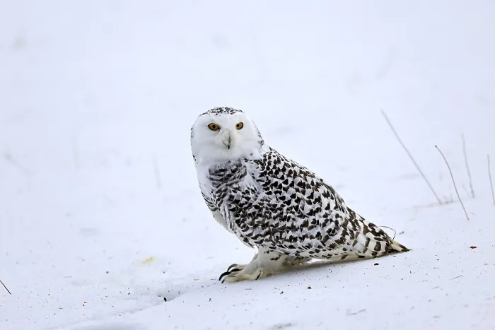 Framed Print : Snowy owl (Nyctea scandiaca), snowy owl