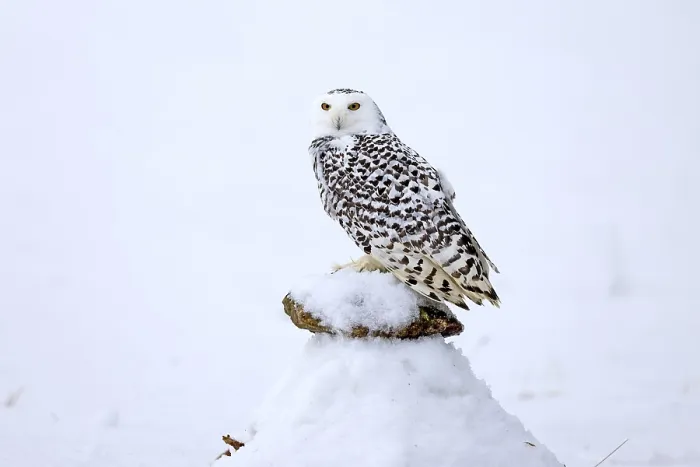 Framed Print : Snowy owl (Nyctea scandiaca), snowy owl