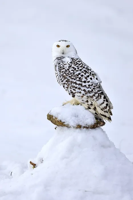 Framed Print : Snowy owl (Nyctea scandiaca), snowy owl
