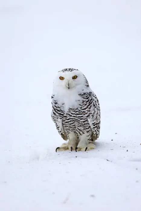 Framed Print : Snowy owl (Nyctea scandiaca), snowy owl
