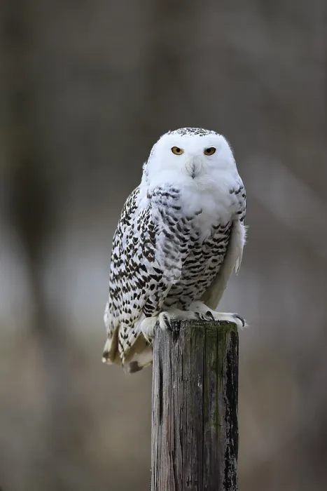 Framed Print : Snowy owl (Nyctea scandiaca), snowy owl Framed Print : Snowy owl (Nyctea scandiaca), snowy owl